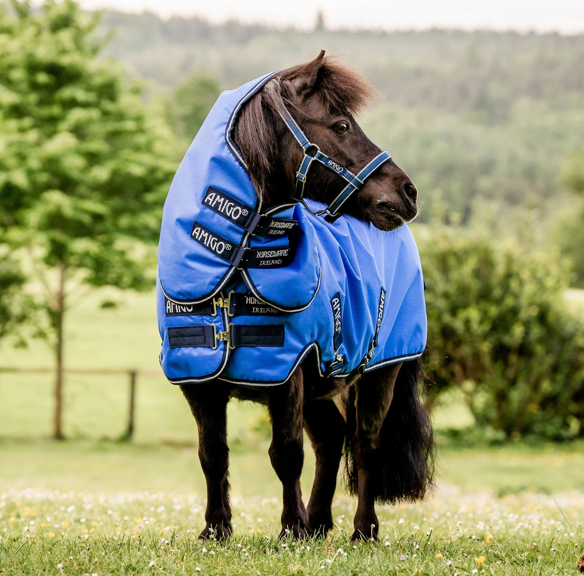 Amigo Hero 6 Petite Plus, Blue/Navy horse blanket,poultry bed sheet,equine sheets