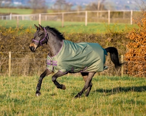 Amigo Hero Ripstop Turnout Sheet, Bramble/Winterberry horse blanket,poultry bed sheet,equine sheets