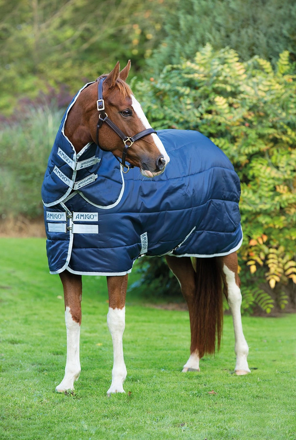 Amigo Insulator Plus Horse Stable Blanket with 200 gram fill horse blanket,poultry bed sheet,equine sheets