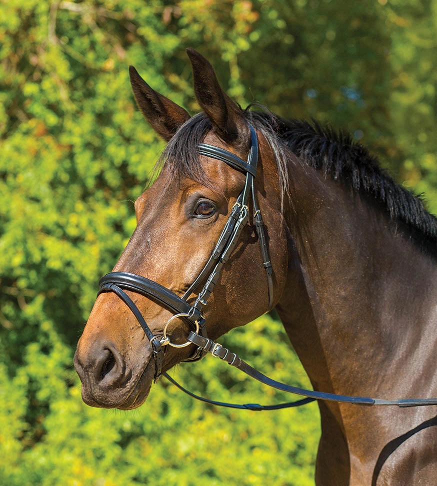 Avignon Aspen Dressage Bridle ear cleaner dog,dog eye drops,pet ear wipes