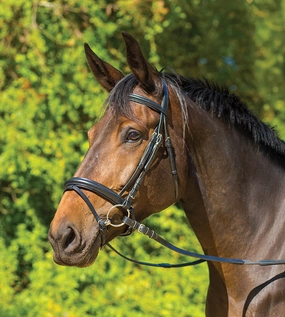 Avignon Aspen Dressage Bridle ear cleaner dog,dog eye drops,pet ear wipes