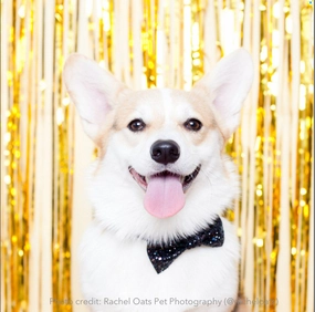 Bow tie: Glitter Midnight performance harness,agility dog vest,athletic dog gear