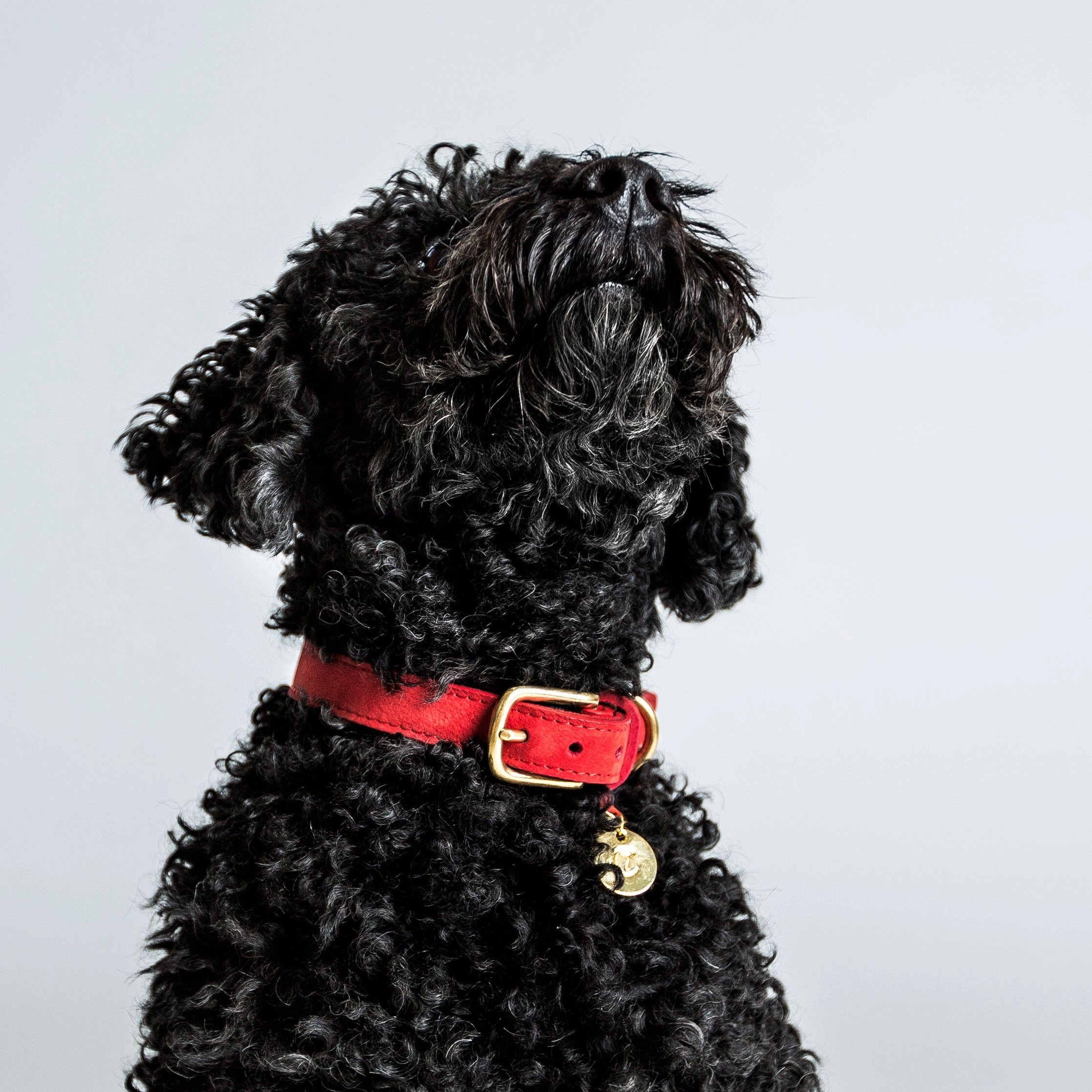Cloud7: Tiergarten Nubuck Dog Collar in Cherry Red