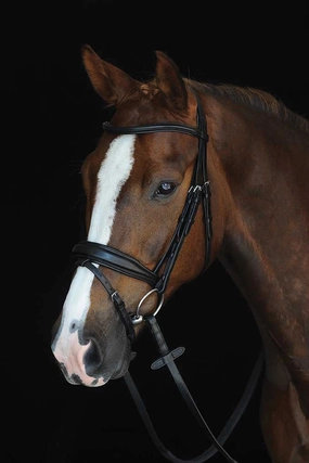 Collegiate Mono Crown Padded Raised Flash Bridle ear cleaner dog,dog eye drops,pet ear wipes
