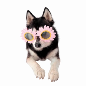 Daisy Dog Glasses english tack set,horse saddle gear,equestrian supplies