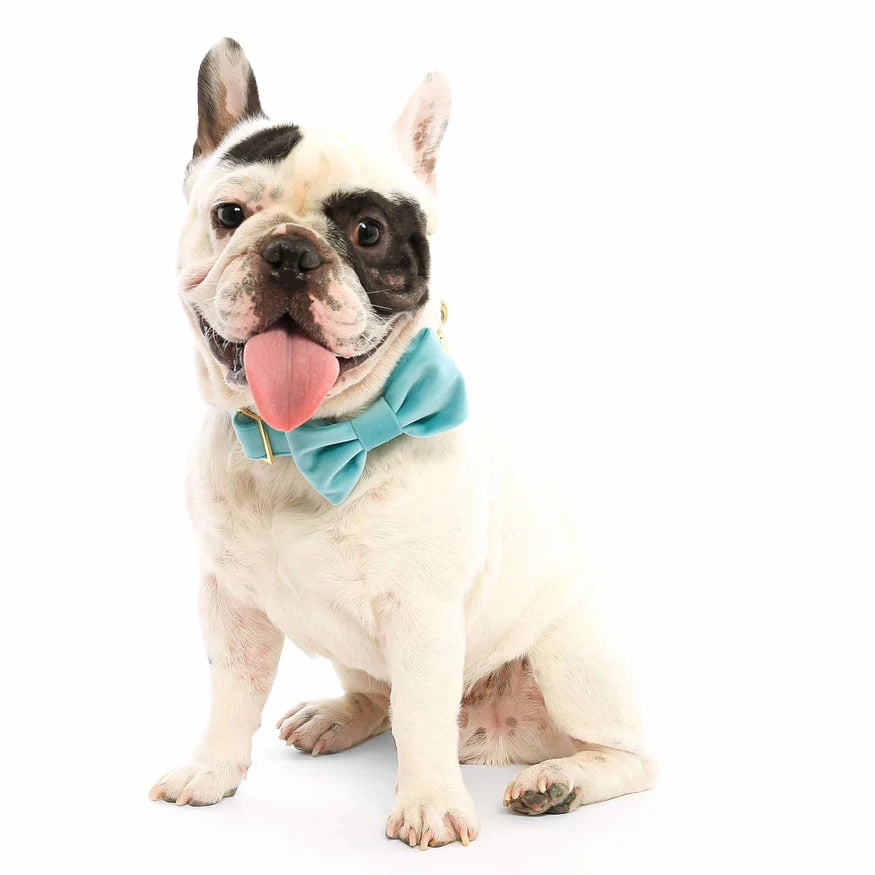 Dog and Cat Bowtie: Robin's Egg Velvet