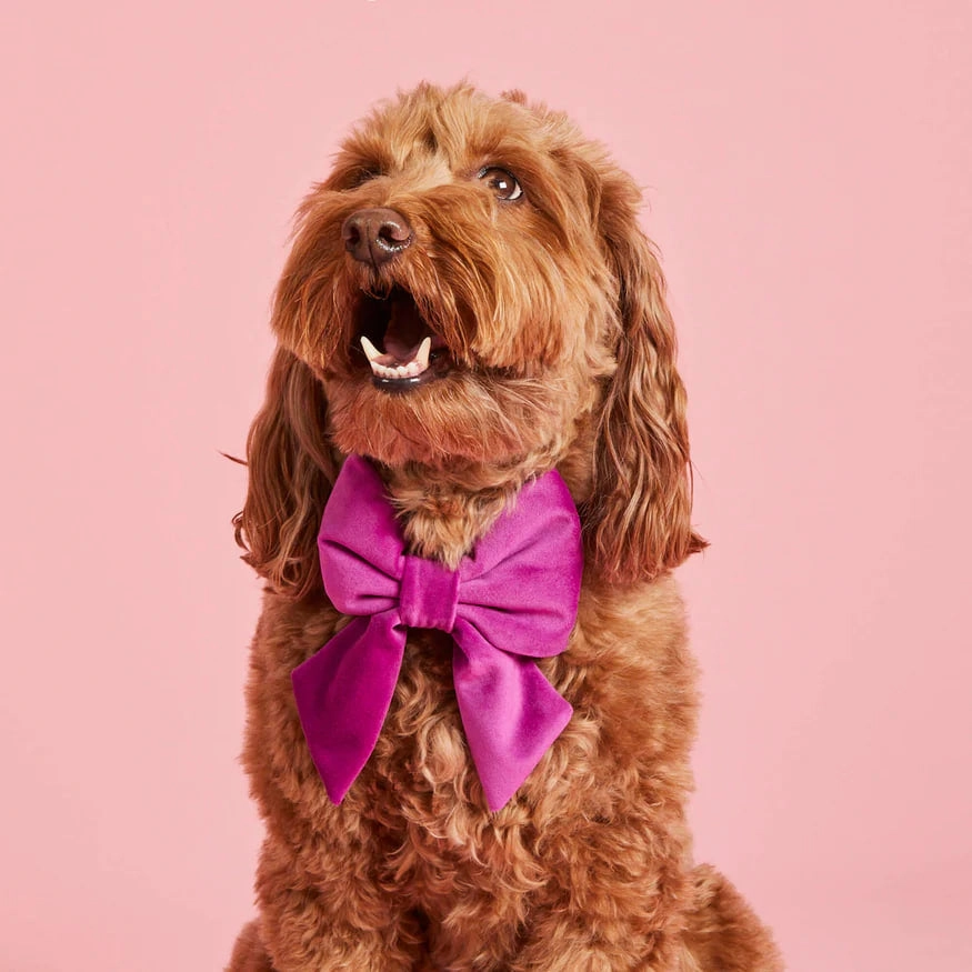 Dog and Cat Lady Bowtie: Plum Velvet