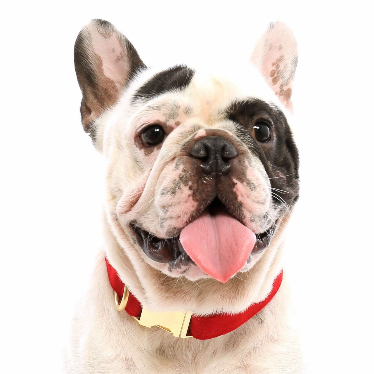 Dog Collar: Cranberry Velvet