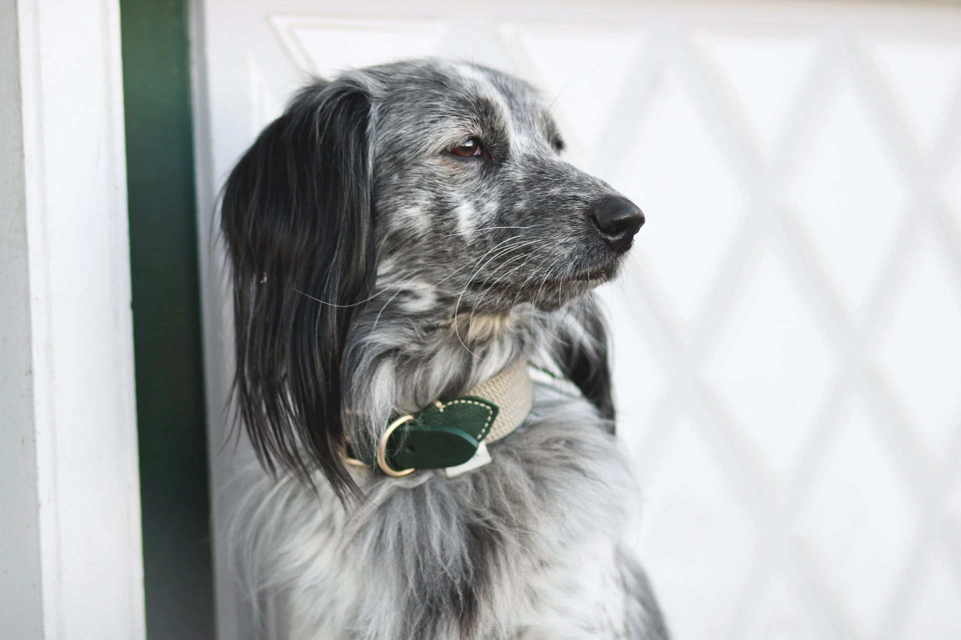Dog Collar: James Green