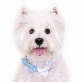 Hey Cuzzies Bow Dog Necklace (Blue) dog clothes,dog sweater,fashionable dog wear