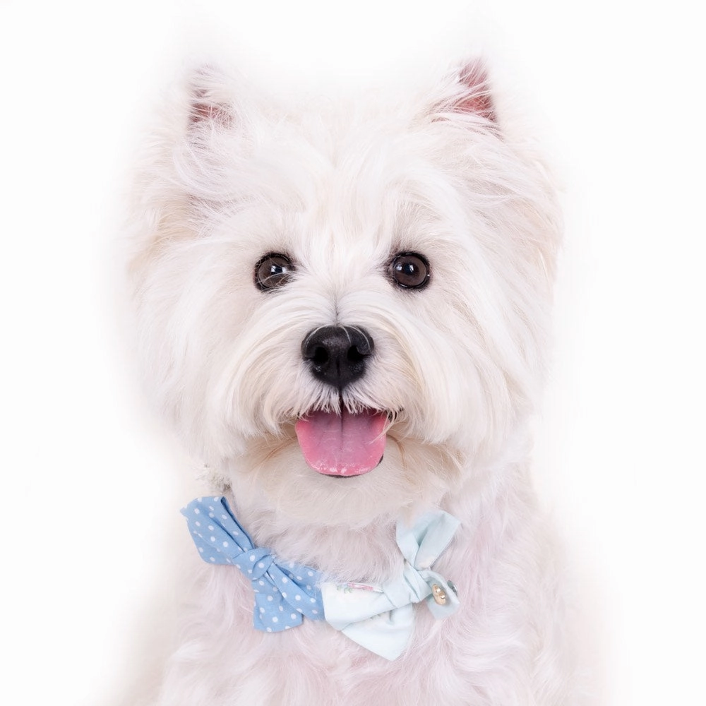Hey Cuzzies Bow Dog Necklace (Blue) dog clothes,dog sweater,fashionable dog wear