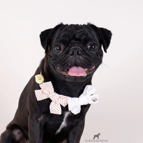 Hey Cuzzies Bow Dog Necklace (Cream) dog clothes,dog sweater,fashionable dog wear