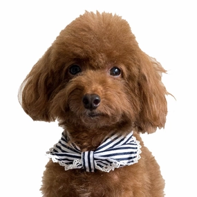 Hey Cuzzies Convertible Bandana For Dogs (Coco) dog clothes,dog sweater,fashionable dog wear