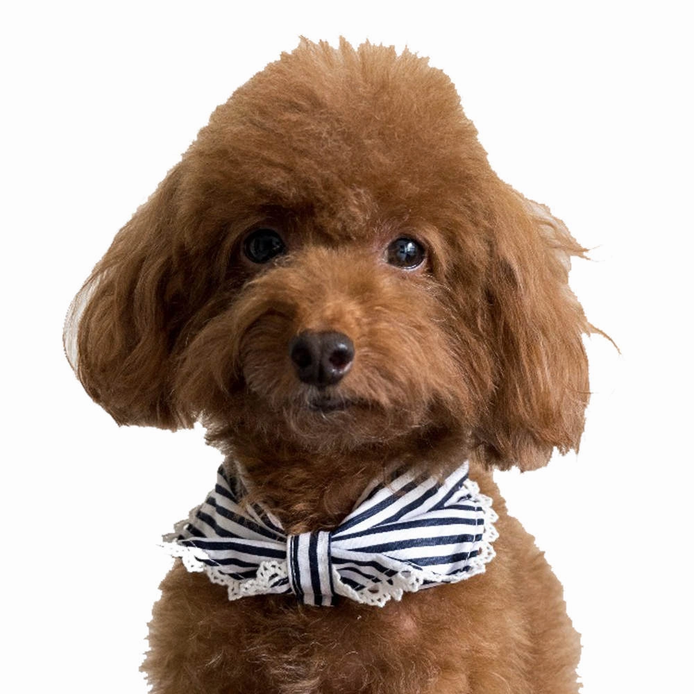 Hey Cuzzies Convertible Bandana For Dogs (Coco) dog clothes,dog sweater,fashionable dog wear