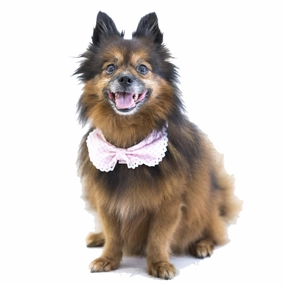 Hey Cuzzies Convertible Bandana For Dogs (Perry) dog clothes,dog sweater,fashionable dog wear