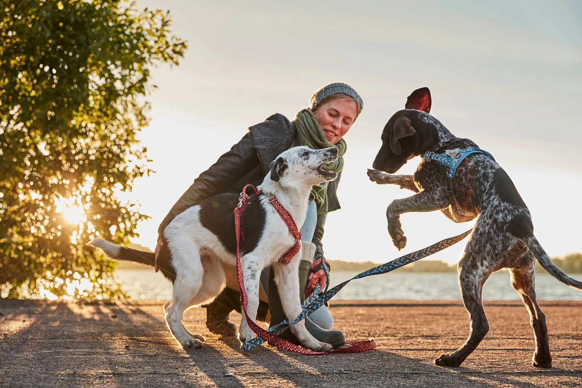 Hurtta Dog Y-Harness: Razzle Dazzle, Beetroot