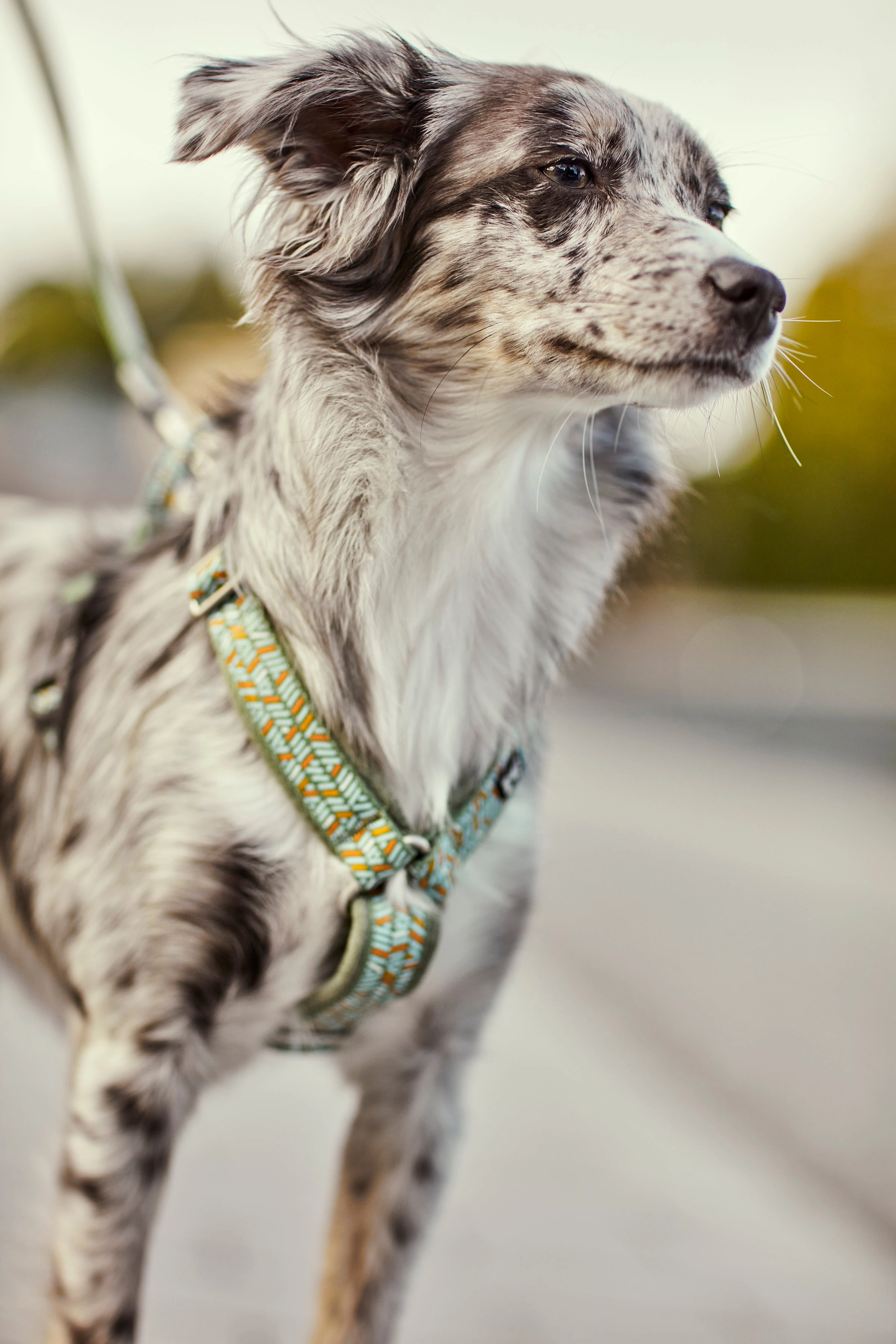 Hurtta Dog Y-Harness: Razzle Dazzle, Hedge