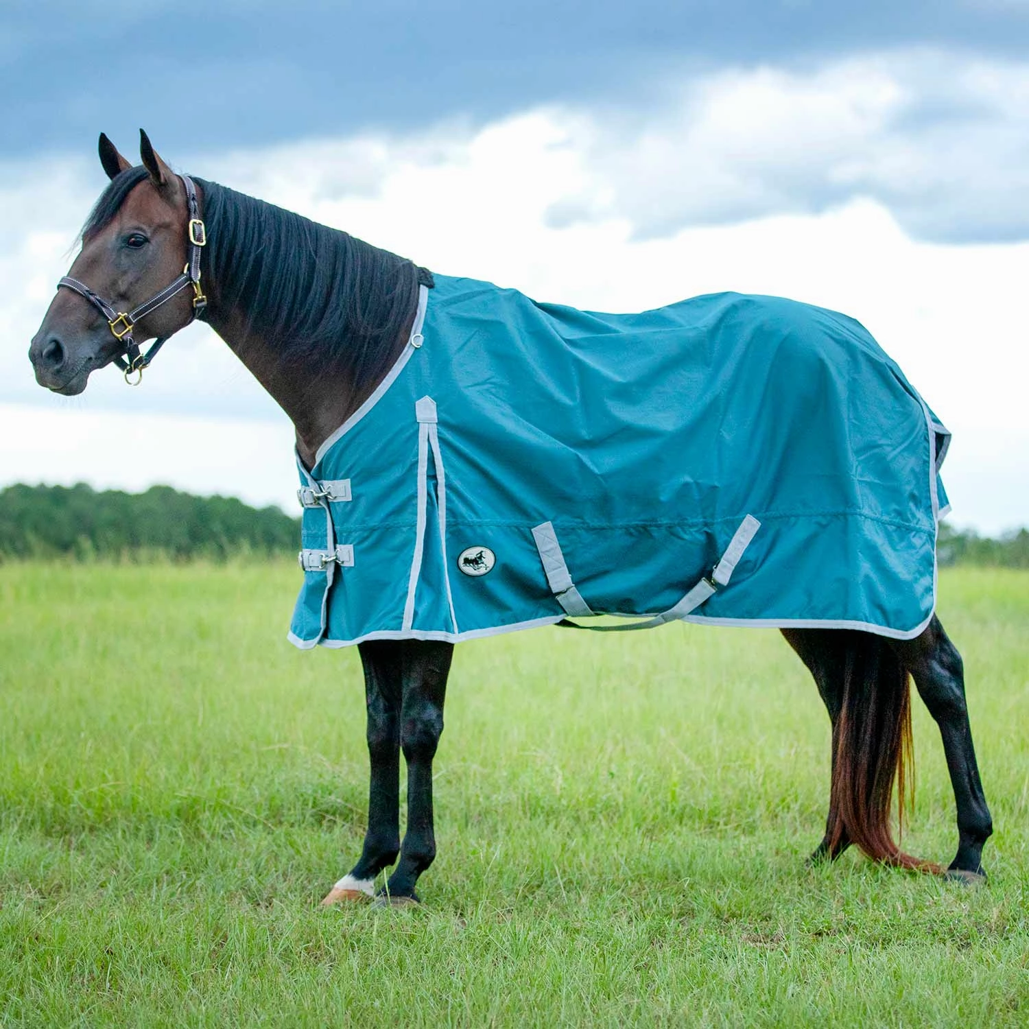 Jeffers Economy 600 Denier Standard Neck Turnout Blanket, 240 Gram horse blanket,poultry bed sheet,equine sheets