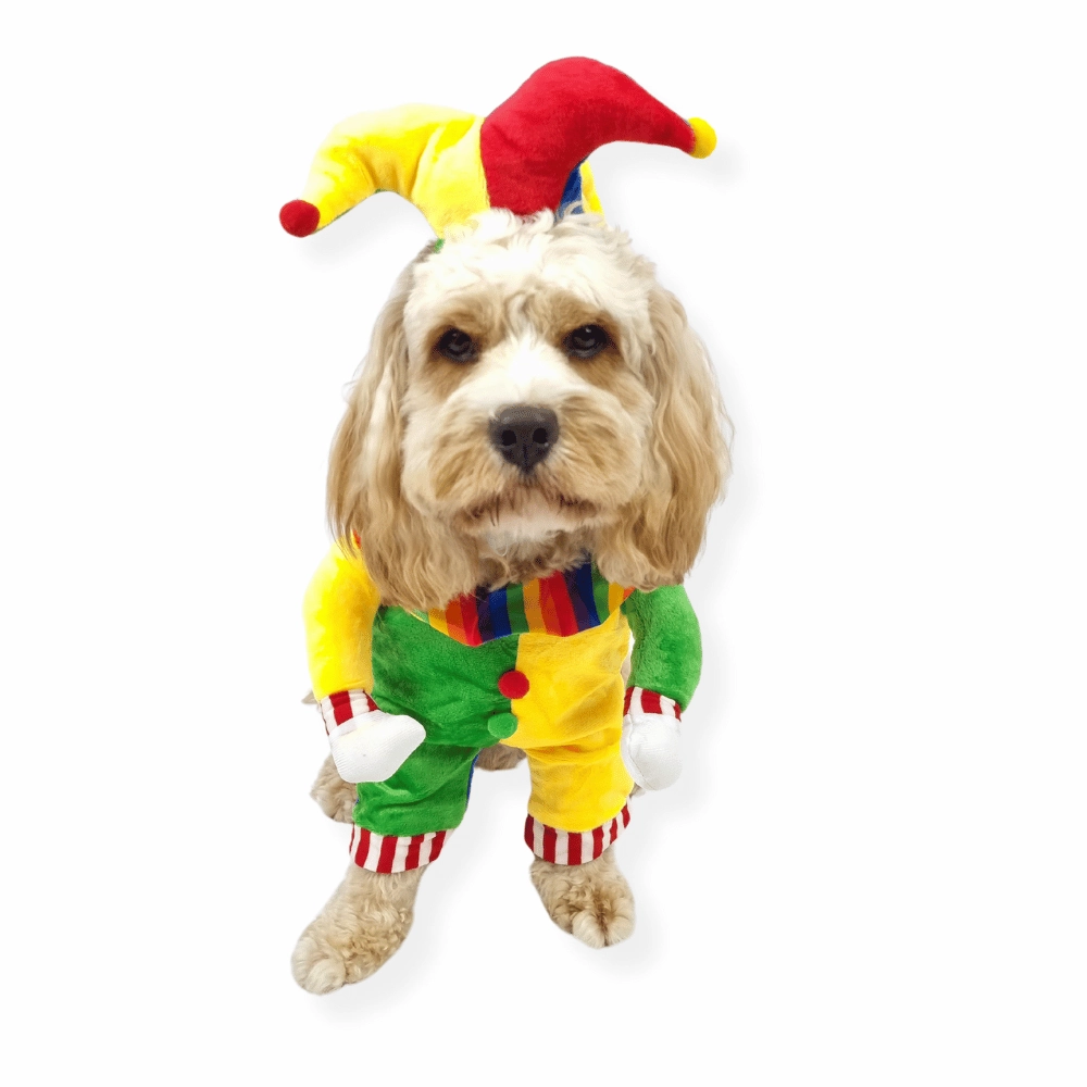Jester Dog Costume english tack set,horse saddle gear,equestrian supplies