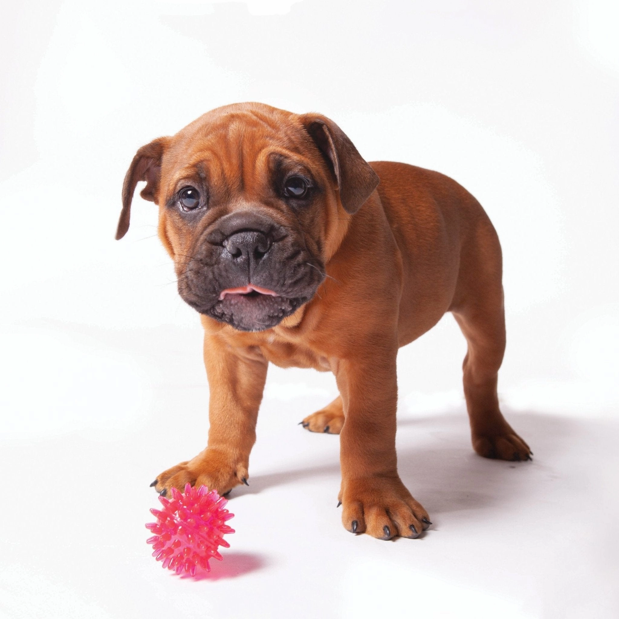Kazoo Space Ball Dog Toy