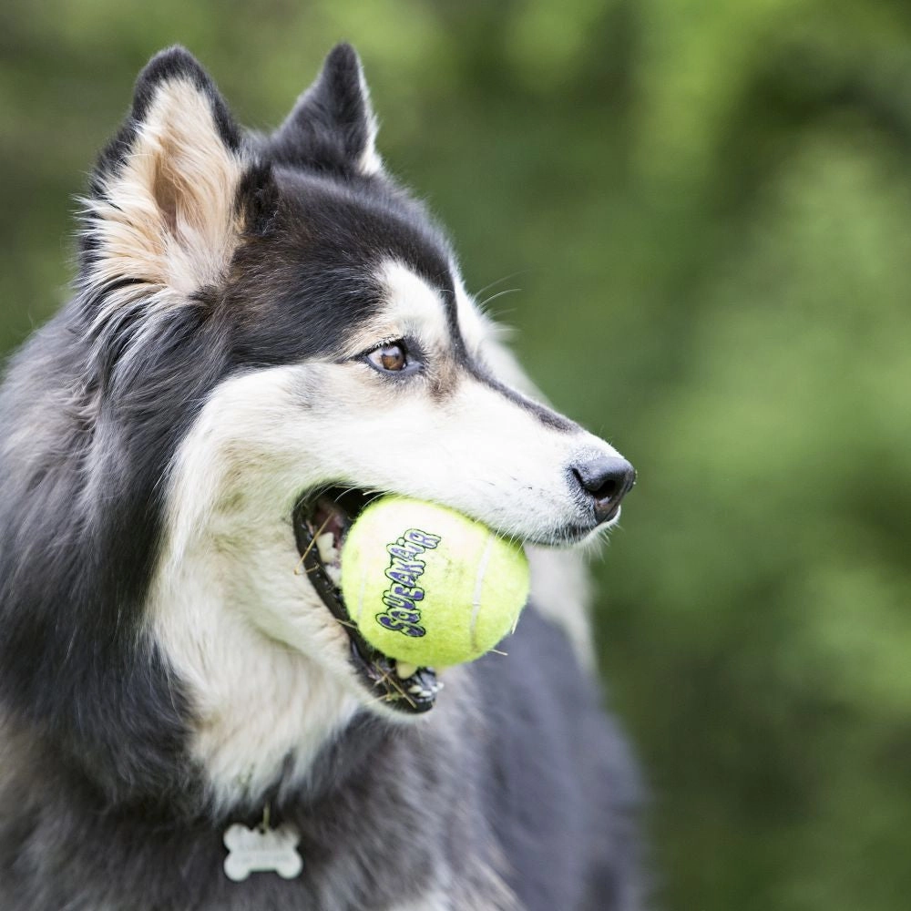 KONG - AirDog Squeaker Balls (Small)