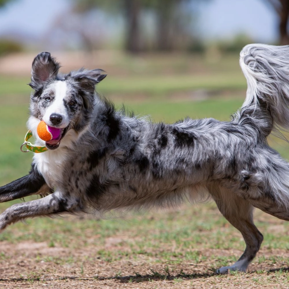 KONG - AirDog Squeaker Birthday Balls