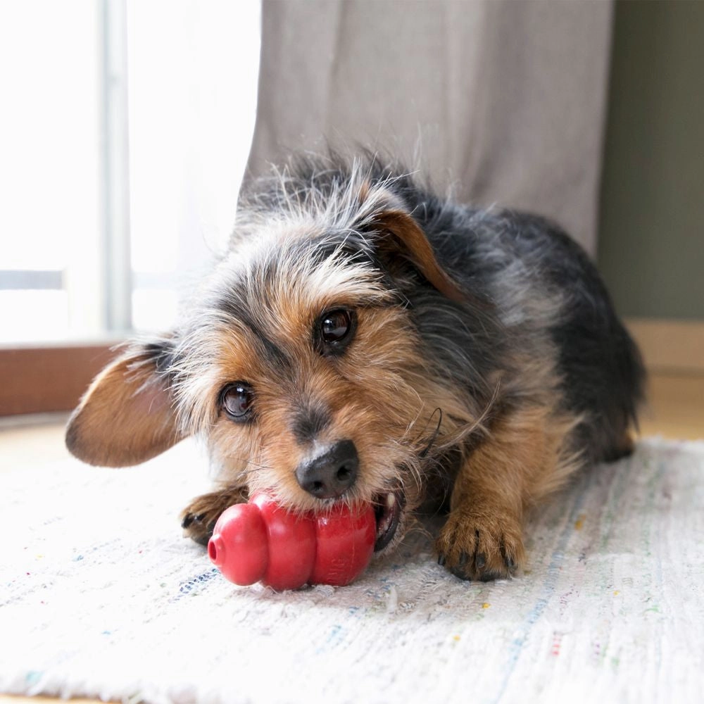 KONG - Classic Dog Toy (Small)
