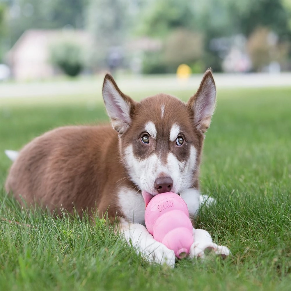 KONG - Puppy (Medium)