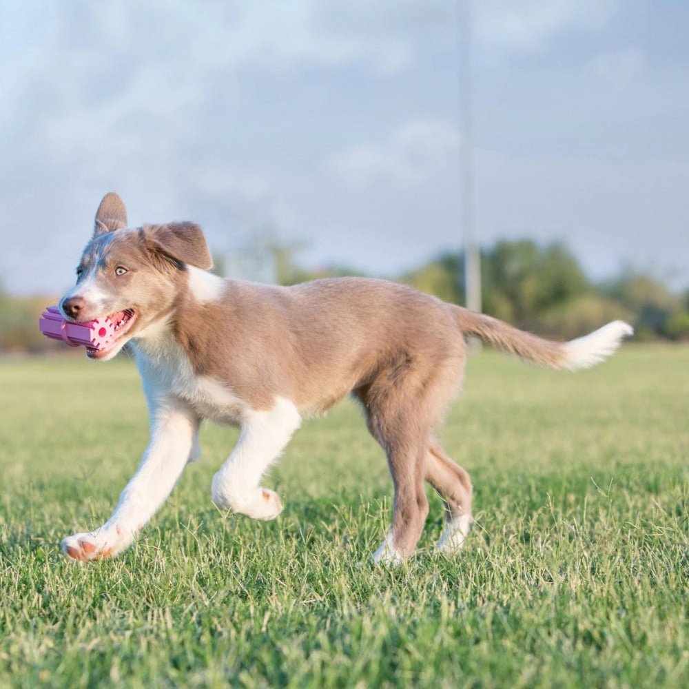 KONG - Puppy Teething Stick (Medium)