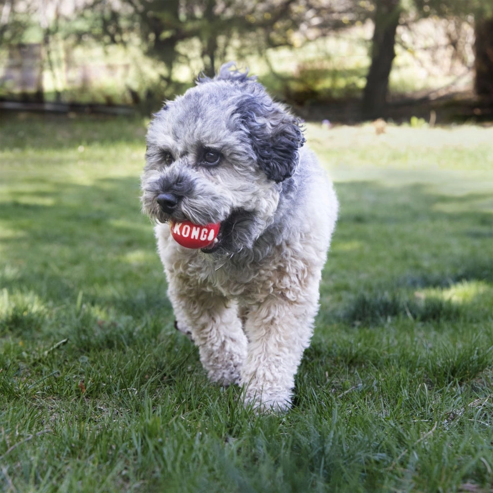 KONG - Signature Balls 2pk (Medium)