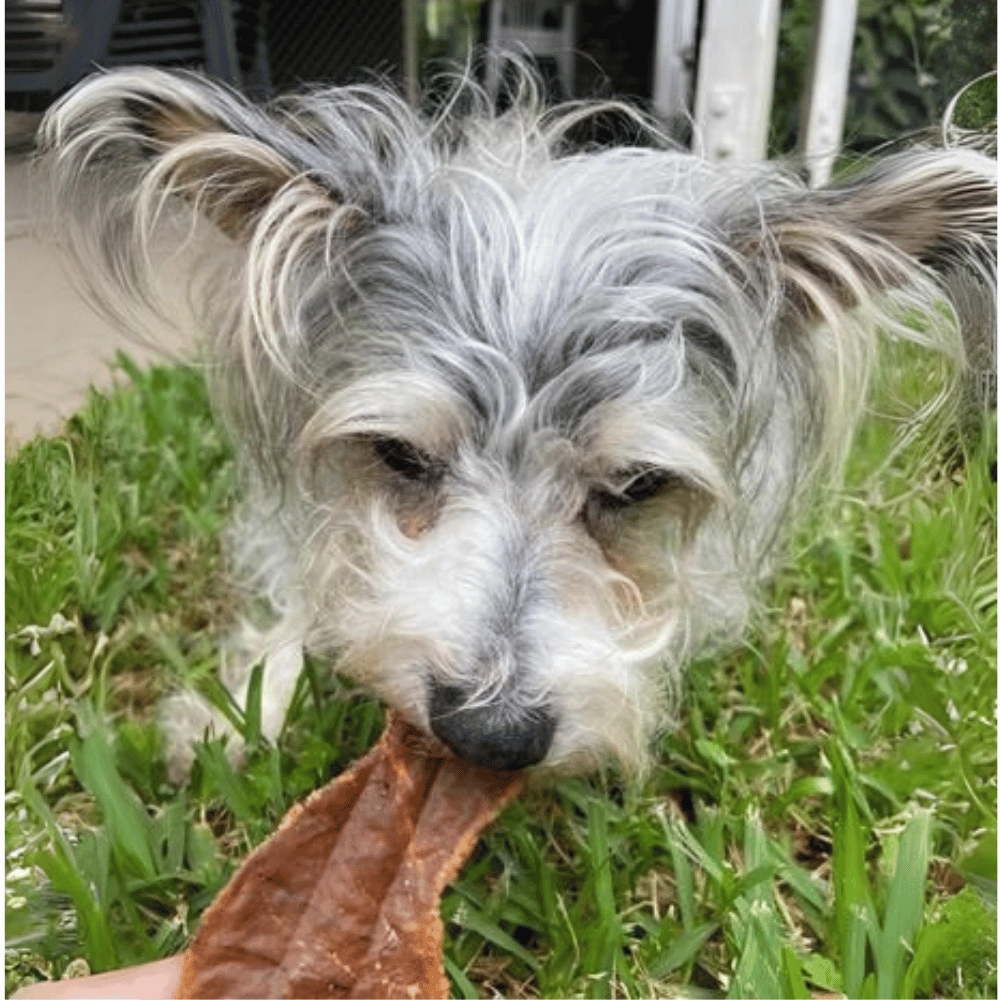L'Barkery Pawviar