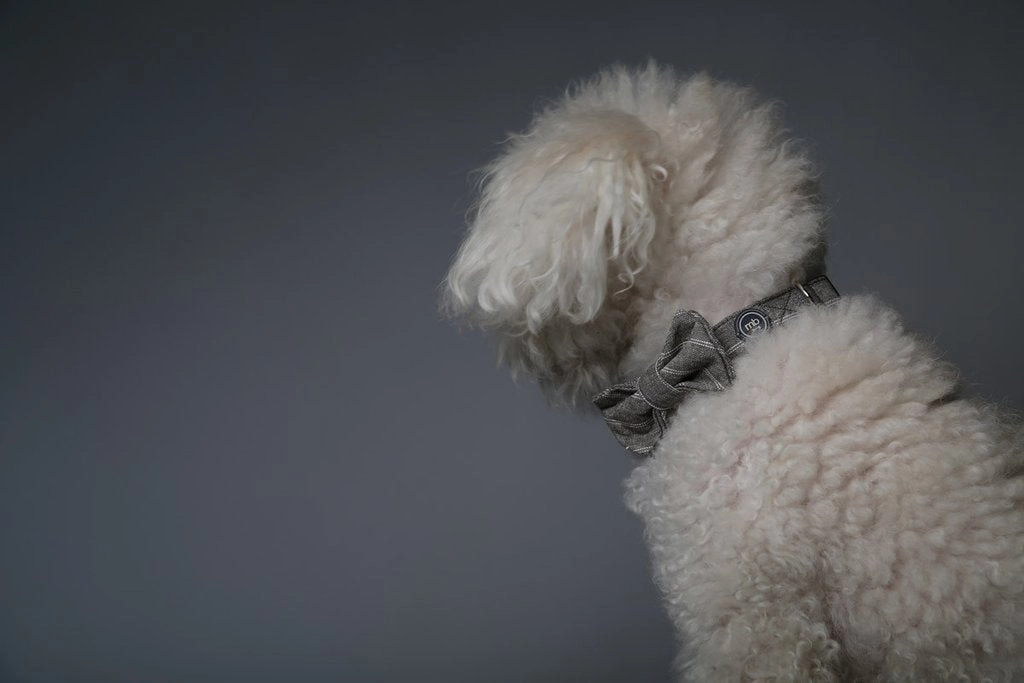 MaxBone Sam Dog Bow Tie