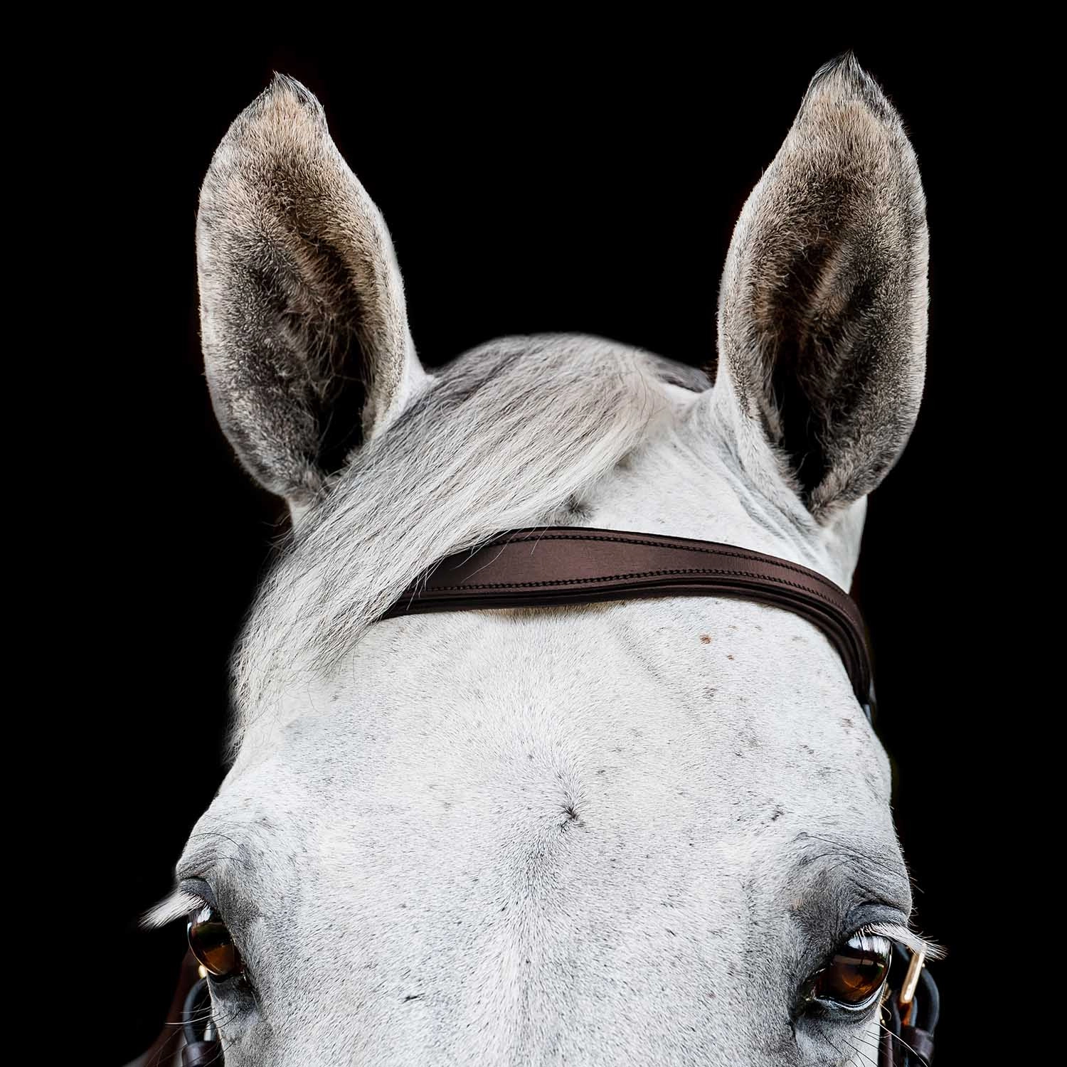 Micklem 2.0 Multi Bridle, Havana
