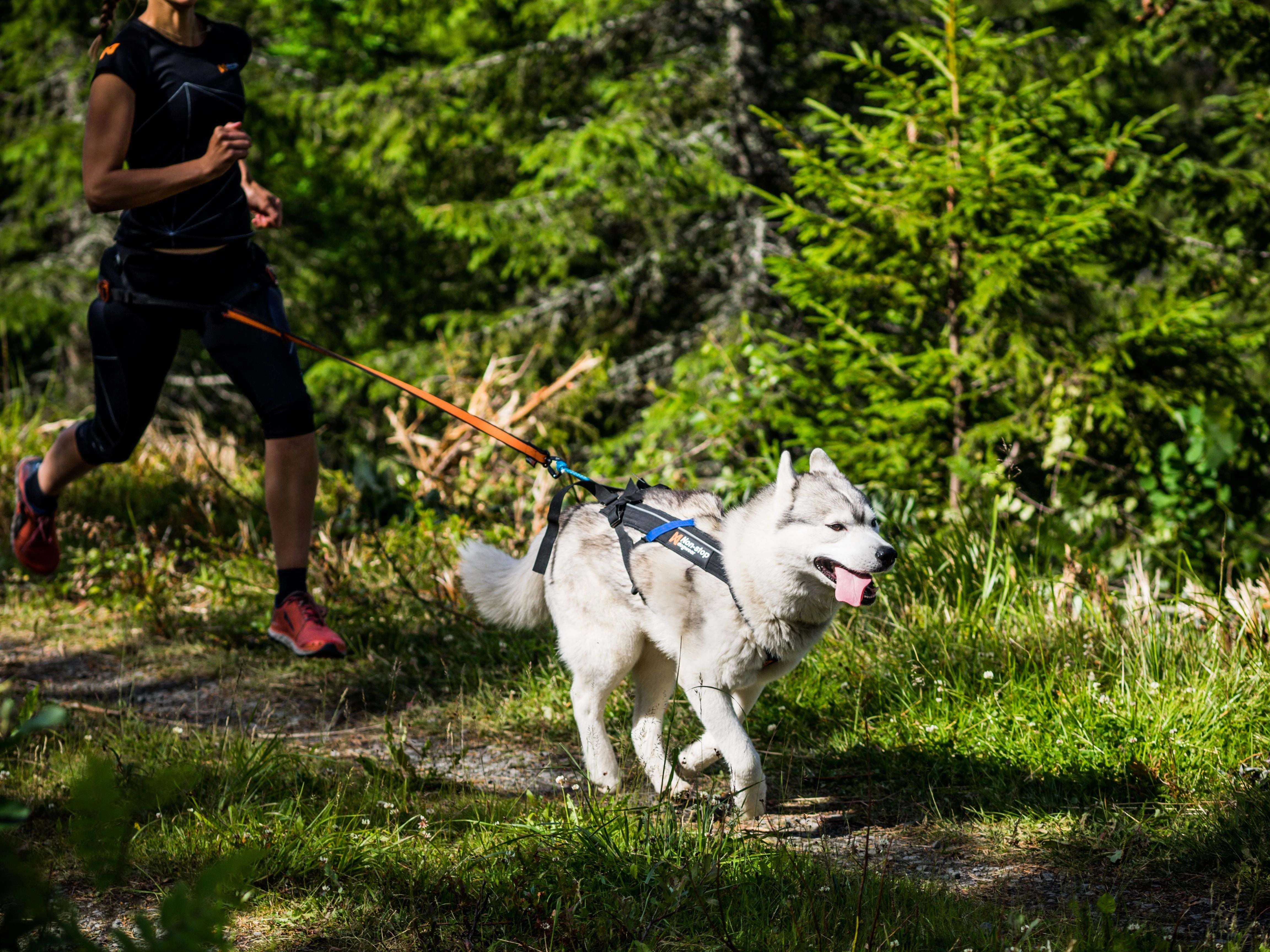 Non-Stop Dog Wear: Freemotion Harness