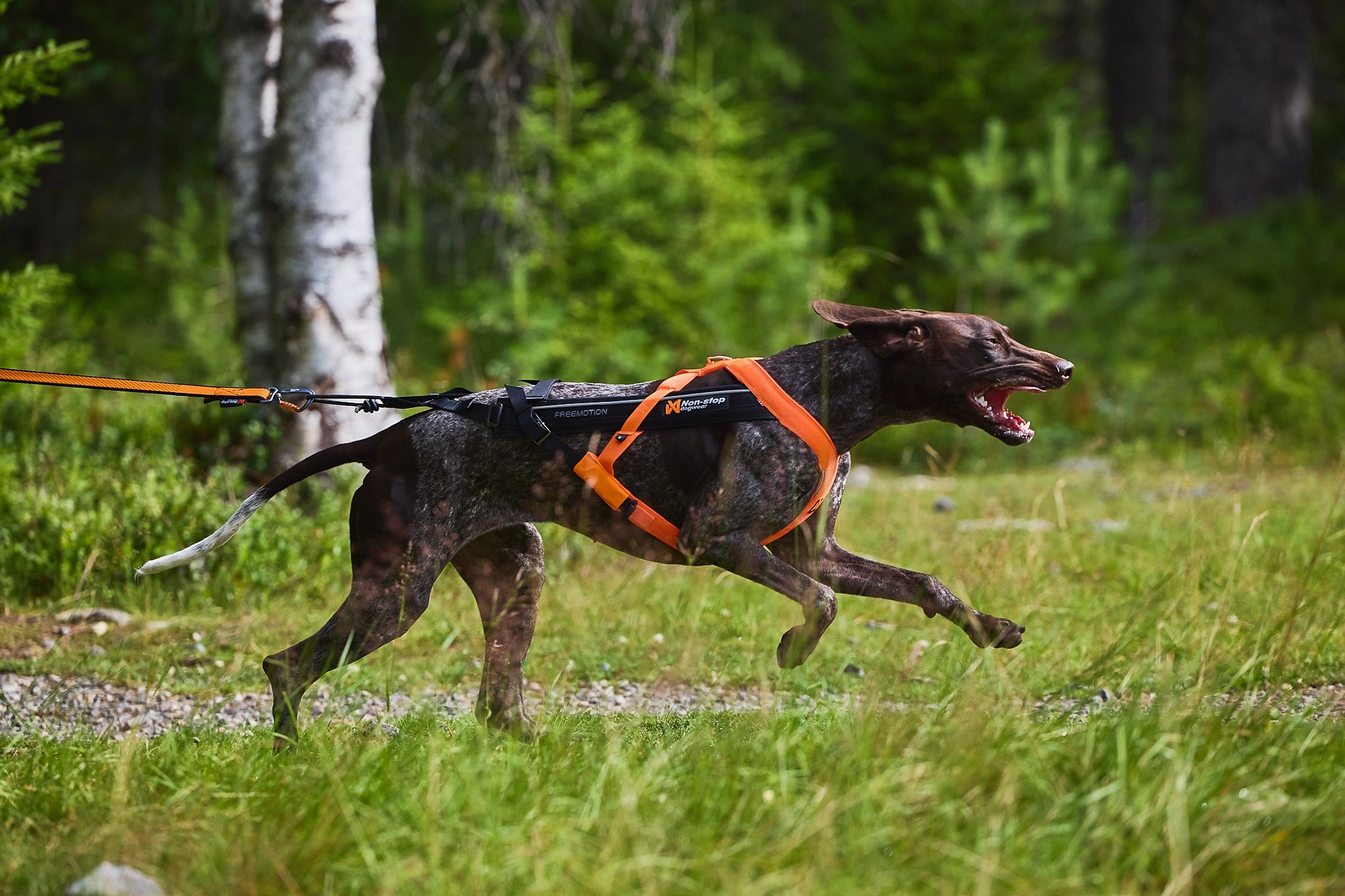 Non-Stop Dog Wear: Freemotion Harness 5.0