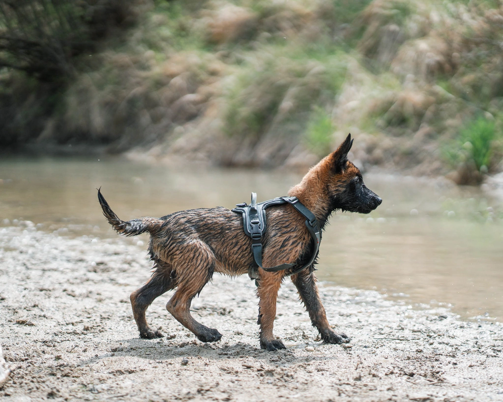 Non-Stop Dog Wear: Ramble Harness