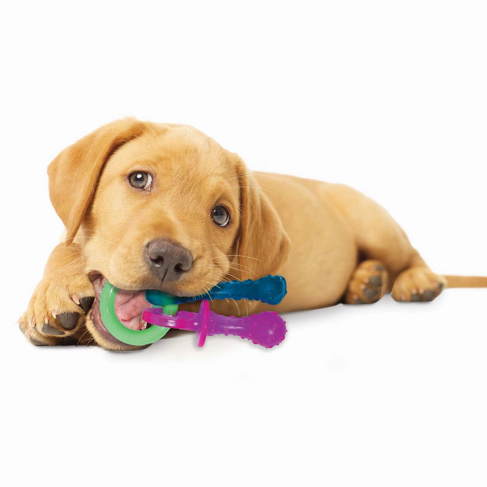 Nylabone Puppy Chew Teething Bacon Pacifier Dog Toy