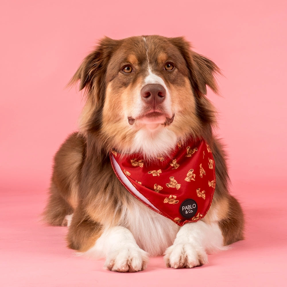 Pablo & Co Henry Bear Dog Bandana