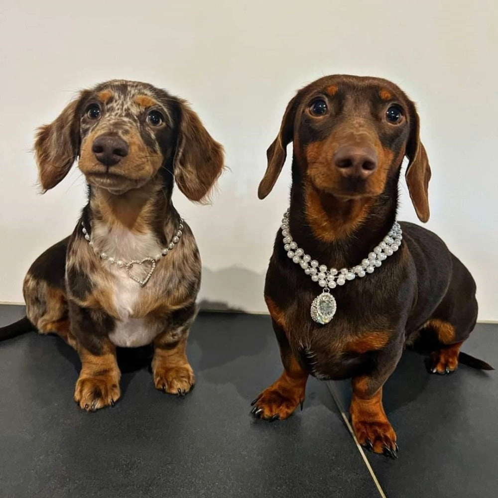 Pearl Diamante Heart Dog Necklace
