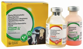 Pyramid 5   Presponse SQ Cattle Vaccine gourmet cat wet food,chicken in broth cat,fish recipe cat food