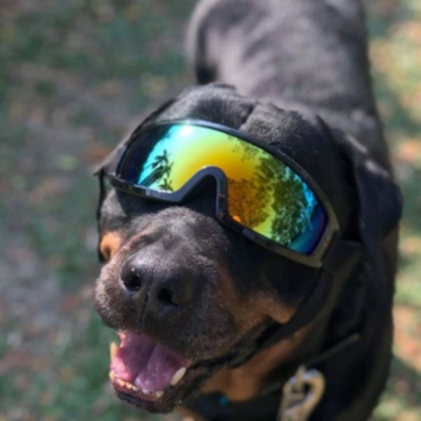 Rebel Dog Goggles