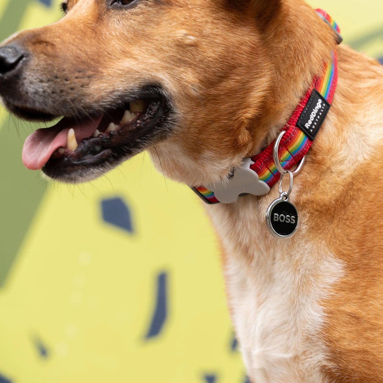 Red Dingo Boss Pet ID Dog Tags