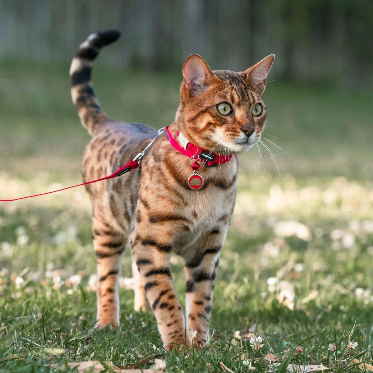 Red Dingo Kitten Pet ID Cat Tags