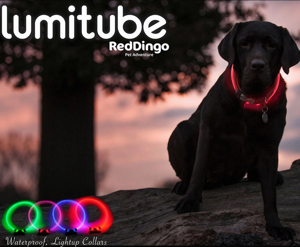 Red Dingo Lumitube Illuminated Safety Collar