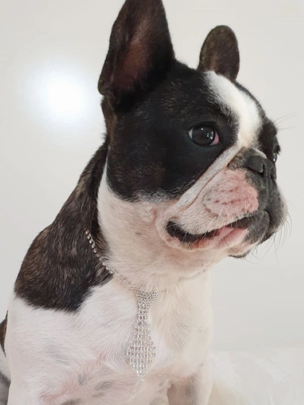 Rhinestone Tie Dog Necklace