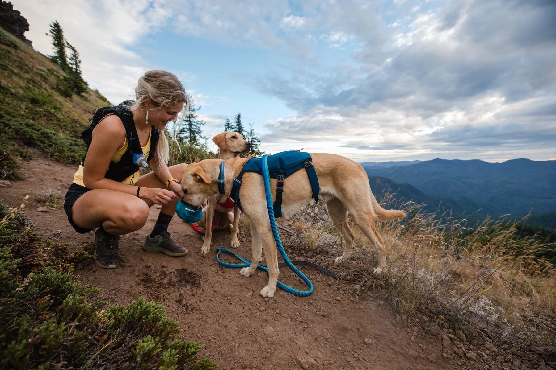 Ruffwear Dog Harness: Switchbak
