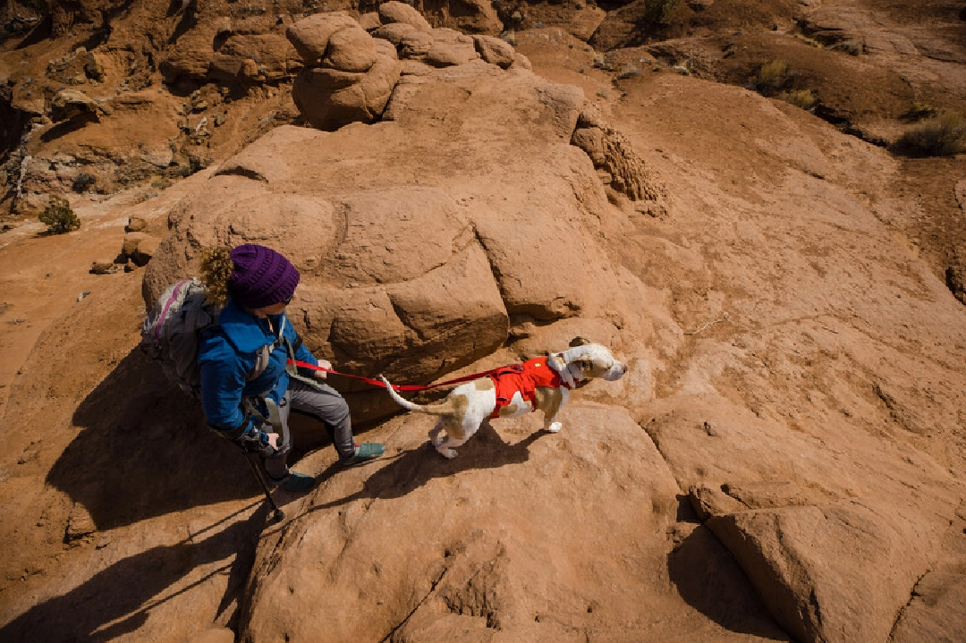 Ruffwear Dog Harness, Web Master (New Colours)