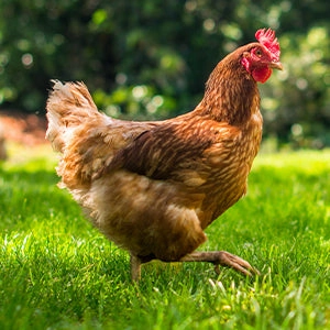 Safe-Guard AquaSol Dewormer for Backyard Chickens, 3ml