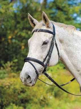 Shires Avignon Louisville Bridle ear cleaner dog,dog eye drops,pet ear wipes