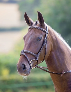Shires Avignon Portland Bridle, Havana ear cleaner dog,dog eye drops,pet ear wipes